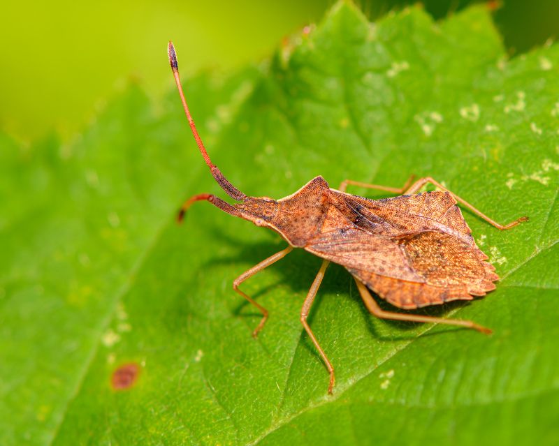 coreus marginatus, macro, bug, insect, animal, details Coreus marginatusphoto preview