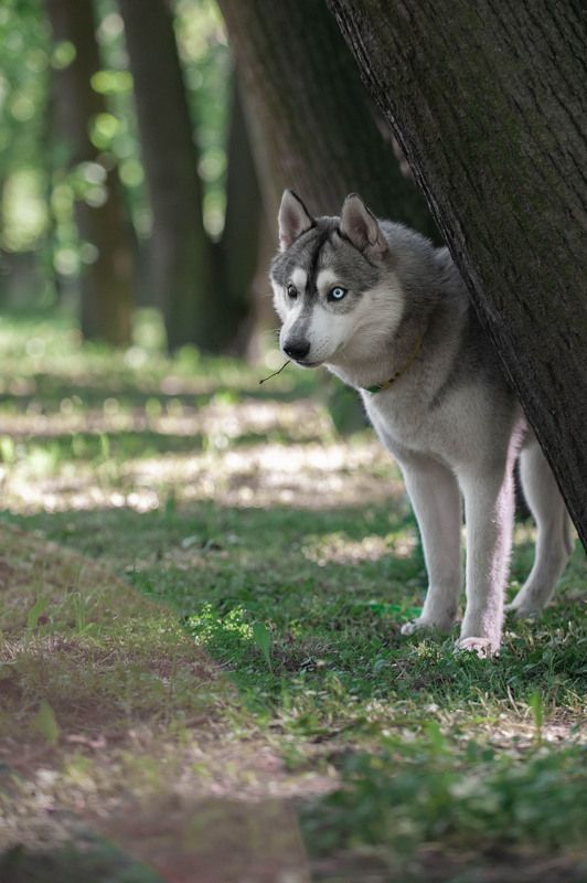 Хаски Тут Красная Шапка не пробегала?photo preview