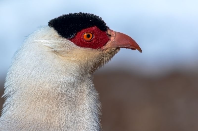 白马鸡，crossoptilon crossoptilon 白马鸡（学名：Crossoptilon crossoptilon）photo preview