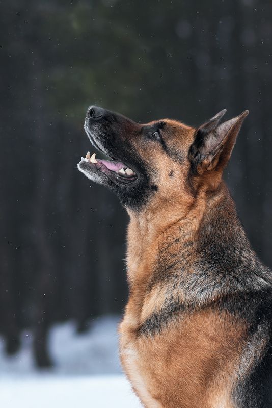 собака, животное, dog, взгляд, немецкая овчарка, овчарка Бритниphoto preview