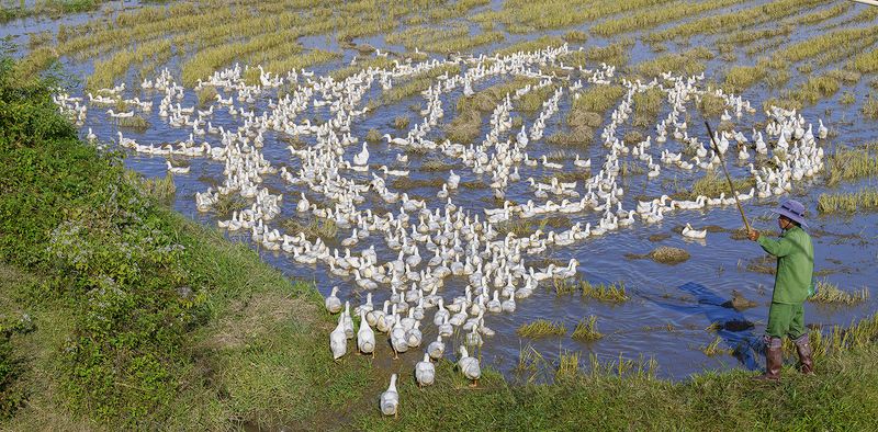 Street photography, travel photography Duck farm on the fieldphoto preview