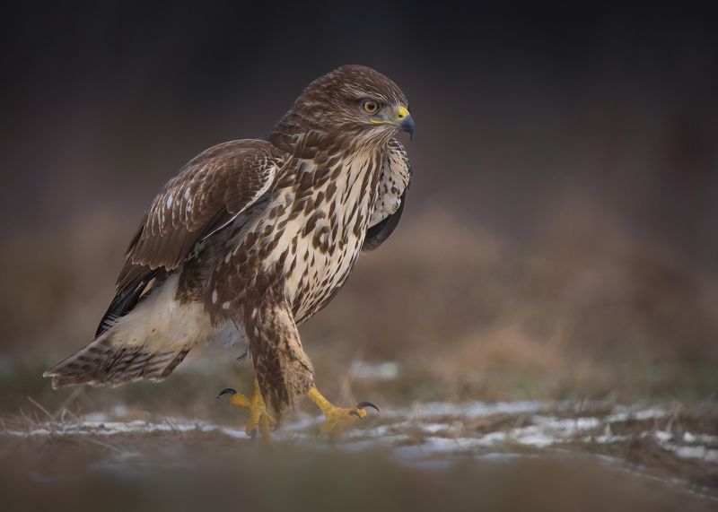 bird, birds, birdsofpray, raptors, buzzard, forest, dusk, action, nature, wildlife, animals Walkphoto preview