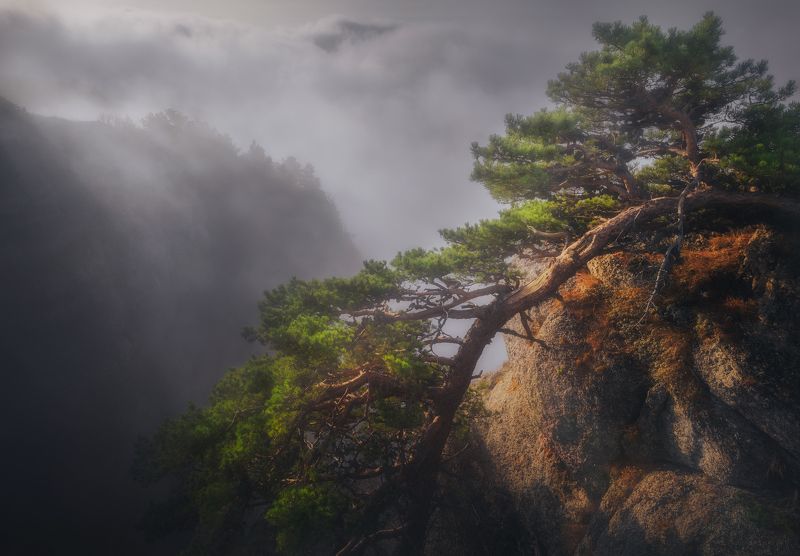 Сосна Драконphoto preview