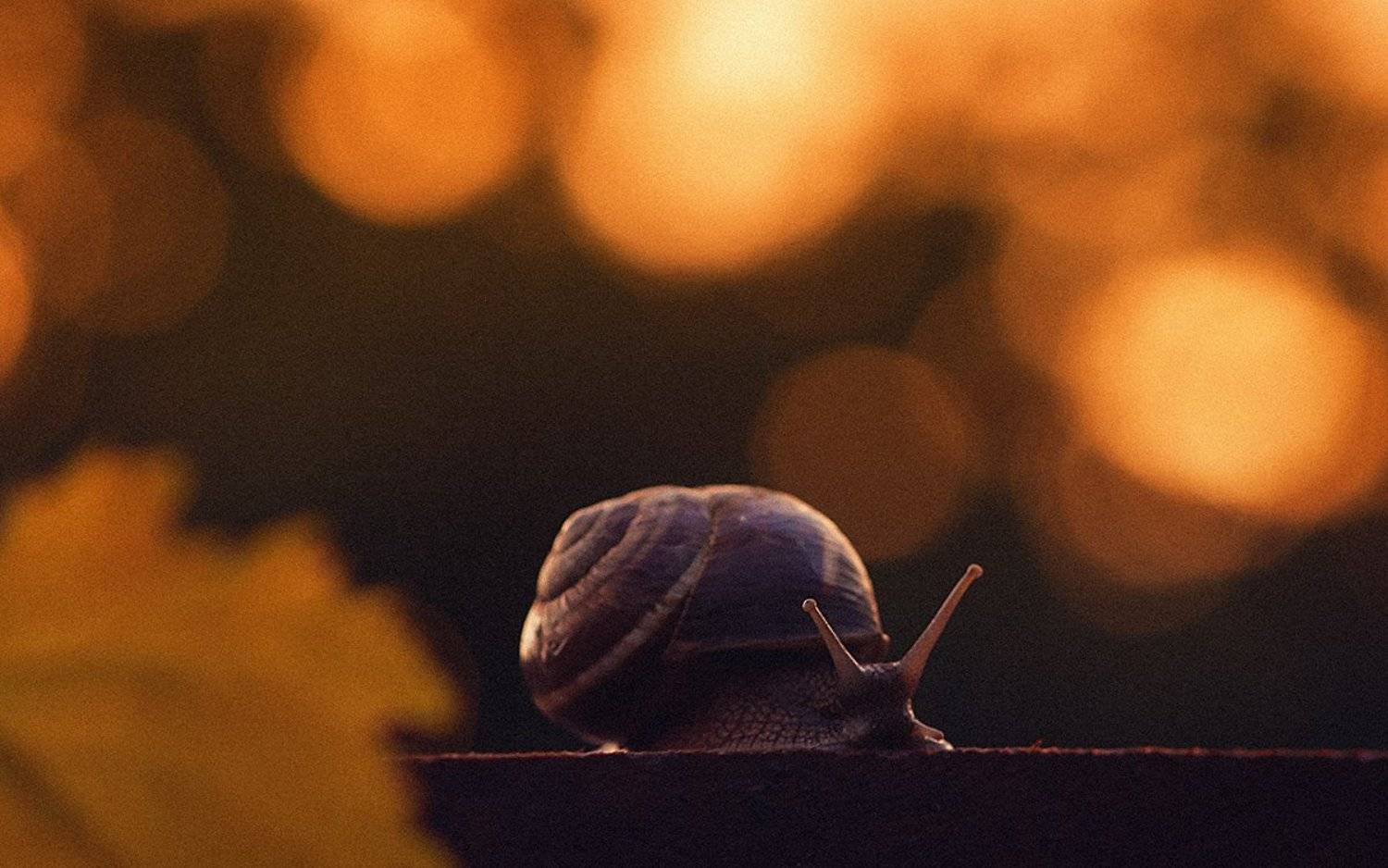 Перед сном. Автор: Георгий Дьяков , Георгий Дьяков