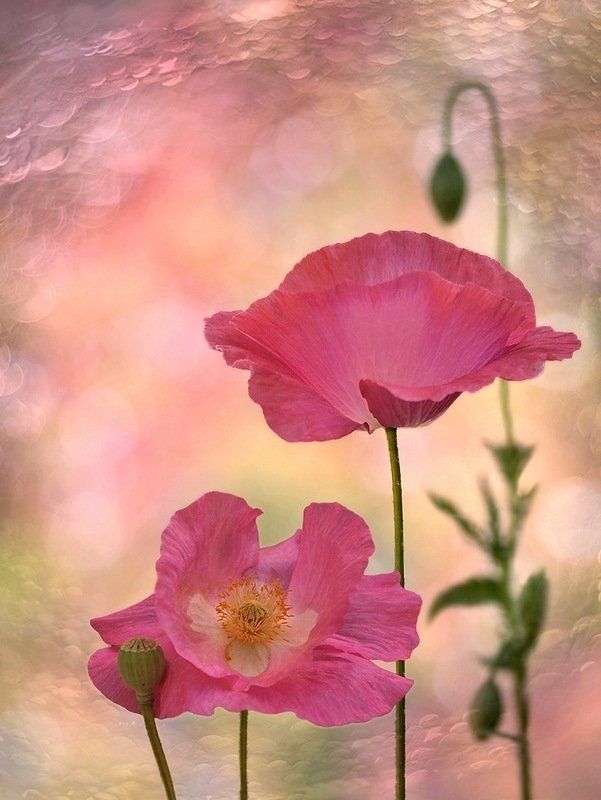 Весна, Декоративные маки, Природа, Флора, Цветы Обаяние...photo preview