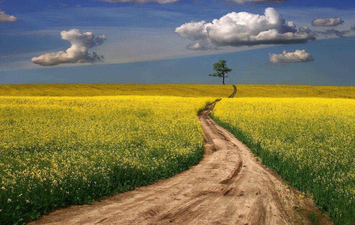 Летняя дорога. Автор: Иванчиков Дмитрий лето, поле, рапс, дорога, Иванчиков Дмитрий