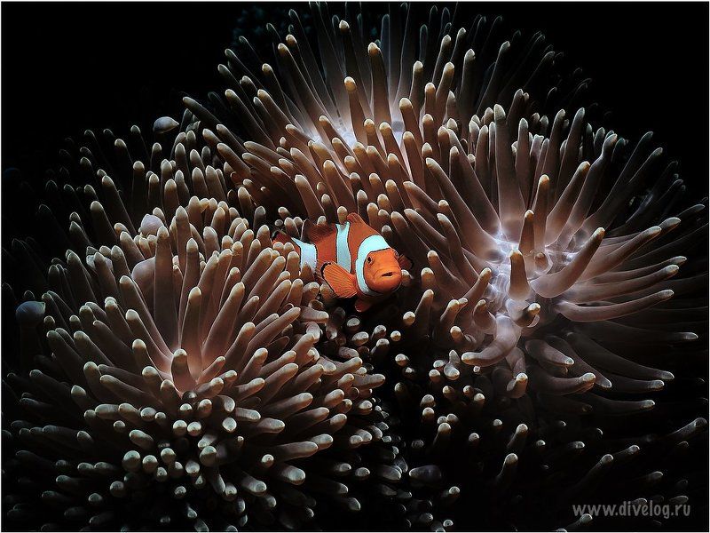 Анемон, Горонтало, Дайвинг, Индонезия, Макро 1-3photo preview