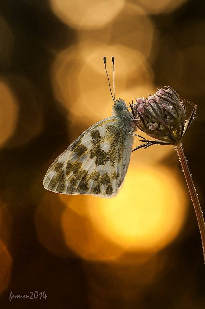 , Игорь ФУММ