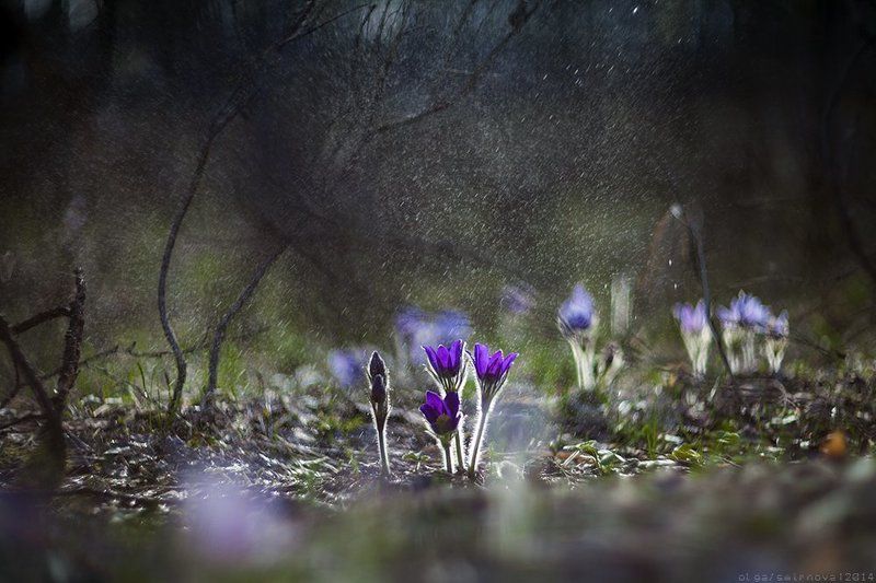 First Flowersphoto preview