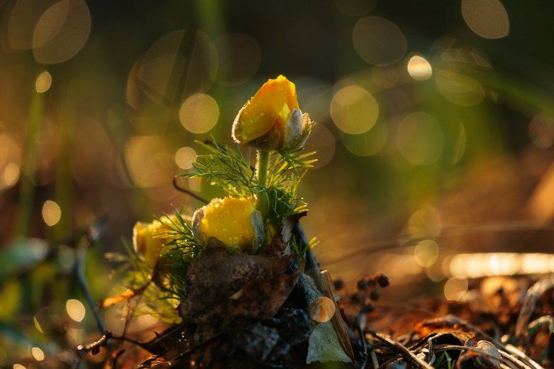 Адонисыphoto preview