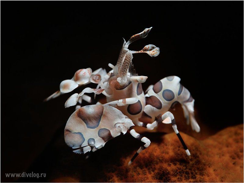 Арлекинphoto preview