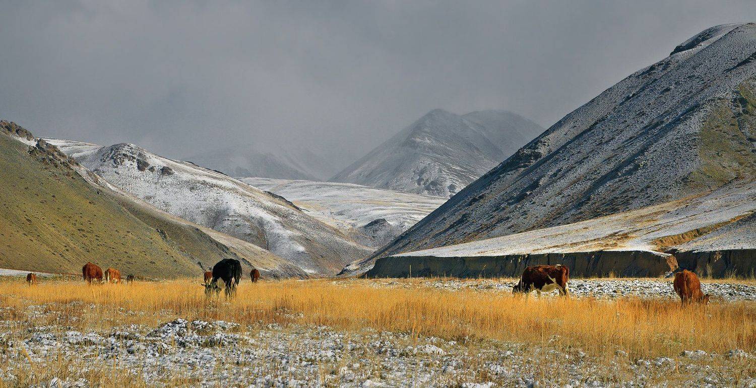 Пастбище в отрогах.. Автор: holod Central Asia region, Zentralasien, Горы, Отроги, Пастбище, Утро в горах, Чуйская степь, holod
