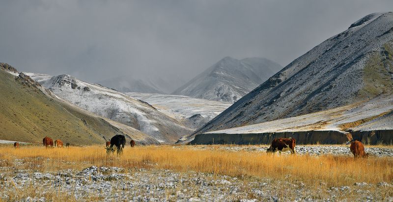 Central Asia region, Zentralasien, Горы, Отроги, Пастбище, Утро в горах, Чуйская степь Пастбище в отрогах.photo preview