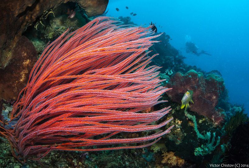 underwater, coral В красномphoto preview