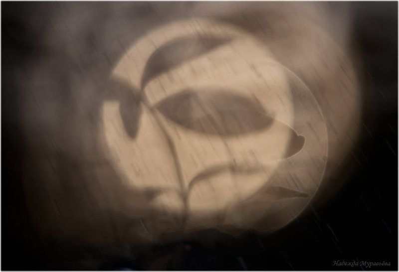 Барвинок, Дождь Плакал дождьphoto preview