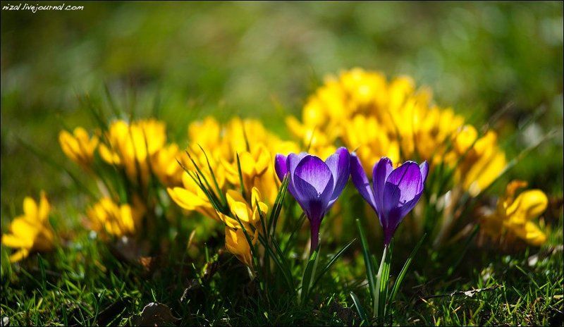 Двоеphoto preview