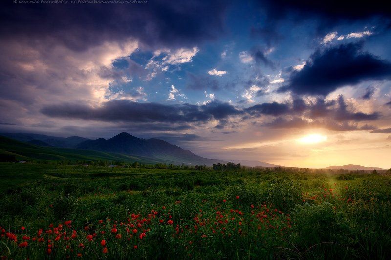 Bishkek, Flowers, Kyrgyzstan, Landscape, Lazyvladphoto, Lazy_vlad, Mountains, Spring, Sunset, Бишкек, Весна, Горы, Закат, Киргизия, Маки, Пейзаж, Цветы Сокровища Весныphoto preview