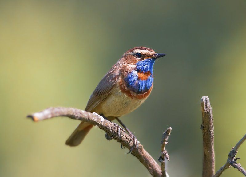 Luscinia svecica, Vogel, Варакушка, Птицы, Шведский соловей ***photo preview