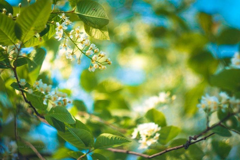 Песня Лучиэниphoto preview