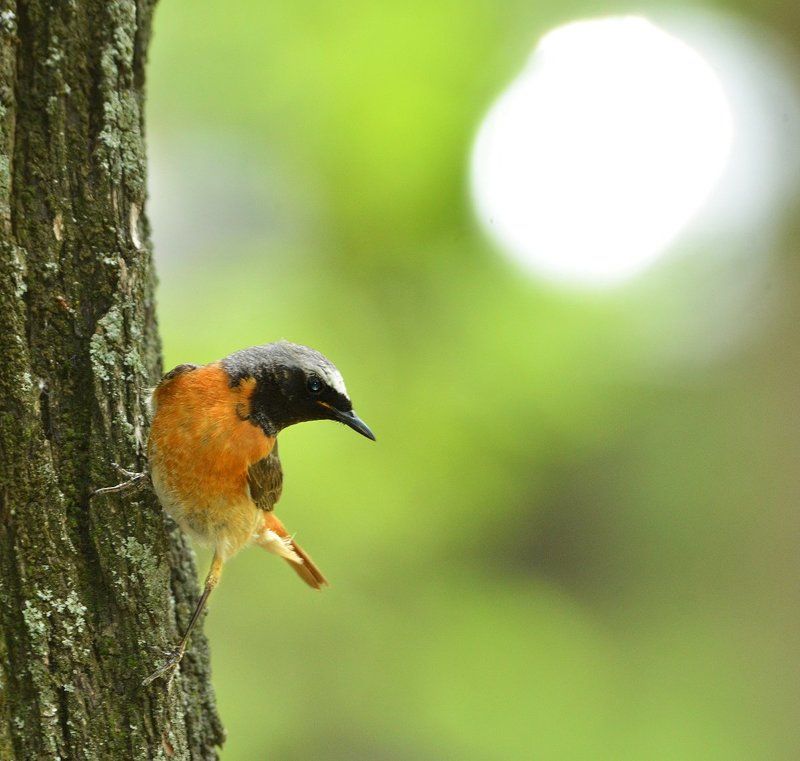 А вот так, фотограф... фото превью