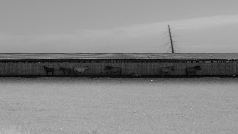 Horses, Summer, Yakutia, Жара, Лето, Лошади, Якутия Yakutia. Heat.photo preview