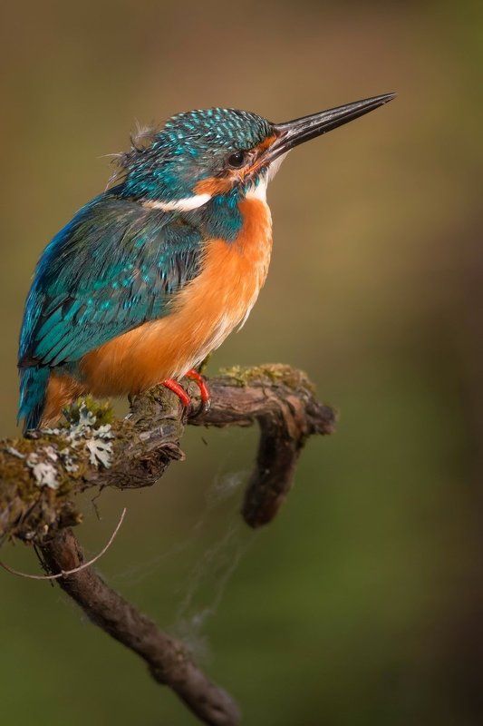 Зимородок Утренний моционphoto preview