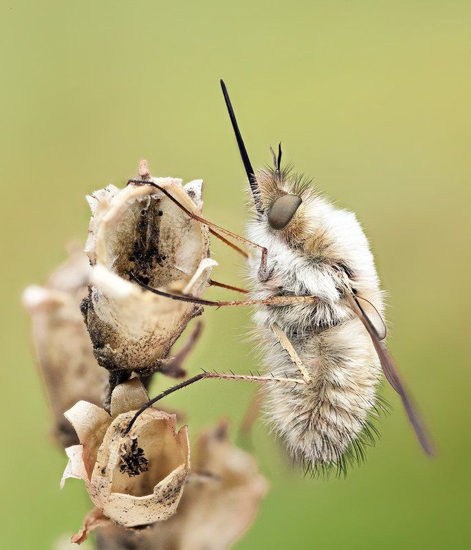 Bee flyphoto preview