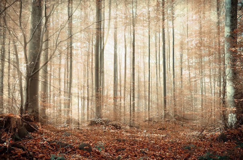 Сказка о лесеphoto preview