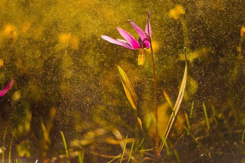 Dew, Erythronium, Side, Spring, Прокопьевск Erythroniumphoto preview