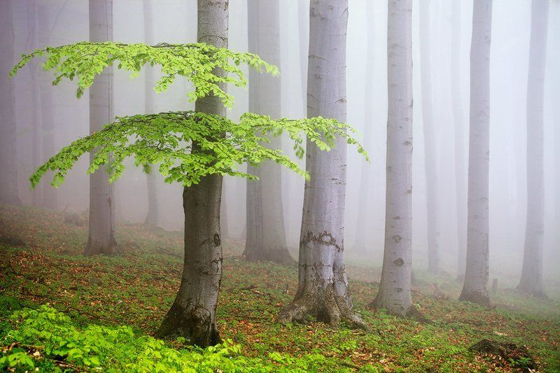 Spring Forest #3photo preview