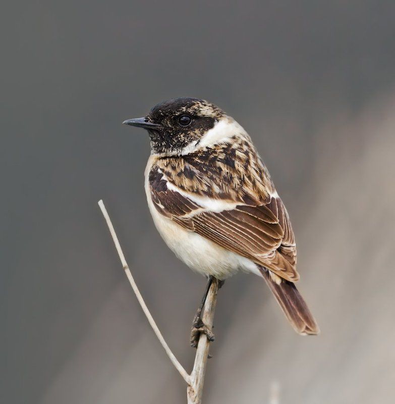 Saxicola rubetra, Птицы, Чекан Рябаяphoto preview