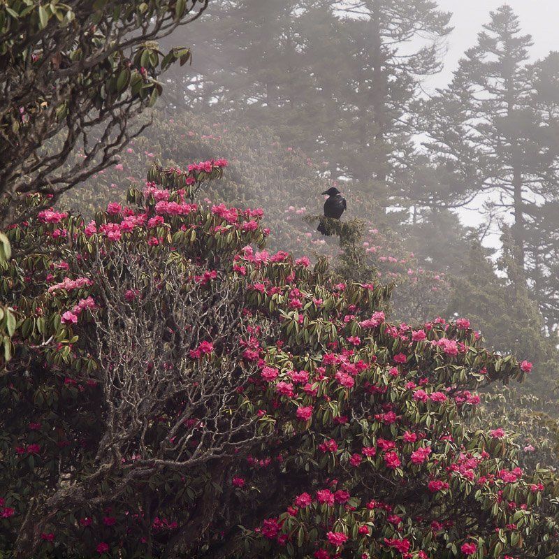 ... фото превью