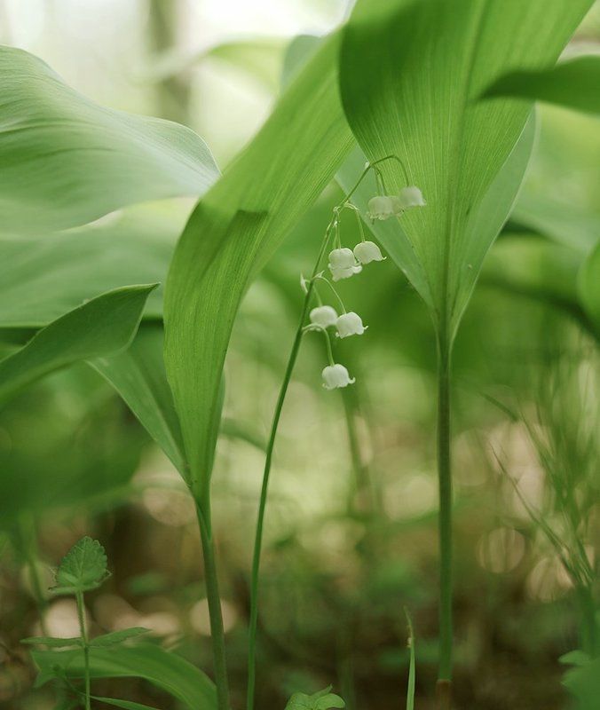 Ландыш, Ландыши Весеннее...photo preview
