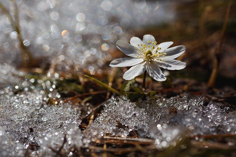 Вестник весныphoto preview