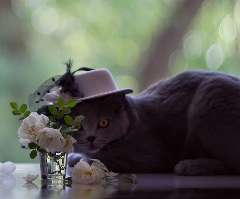 Букет, Зайчики, Зонтик, Кот, Цветы, Шиповник, Шляпка  фото превью