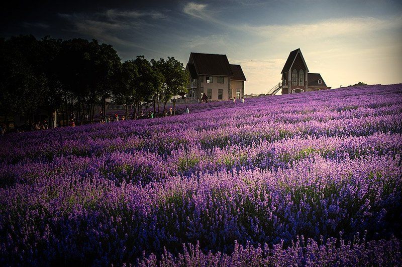 雪浪山薰衣草photo preview