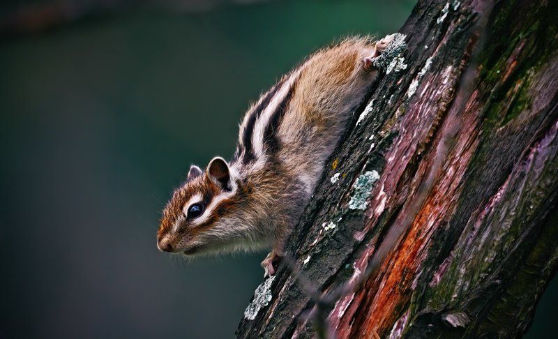 Tamias sibiricus, Бурундук, бурундук, Животные, Лес Лучший способ маскировки- зззамеретьphoto preview