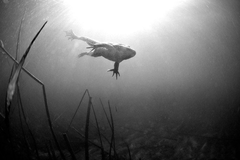 Фридайвphoto preview