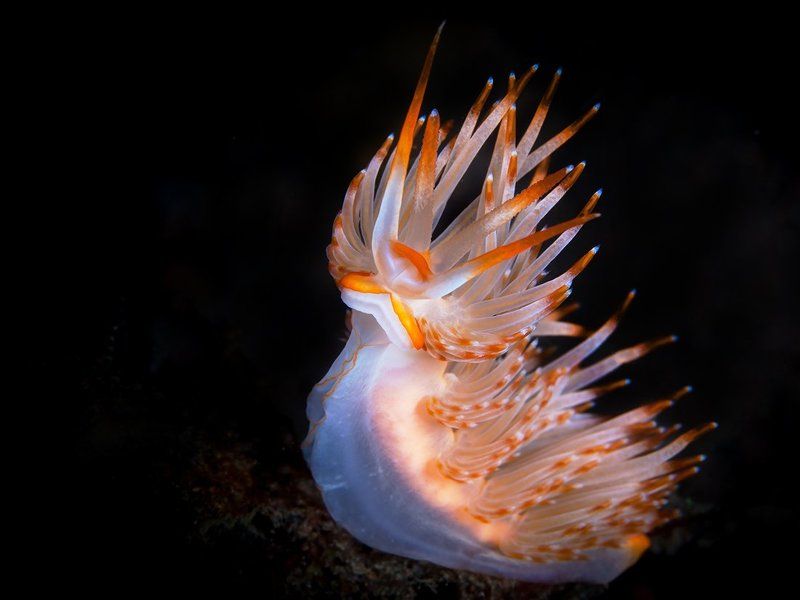 Flowers of Bali 2photo preview