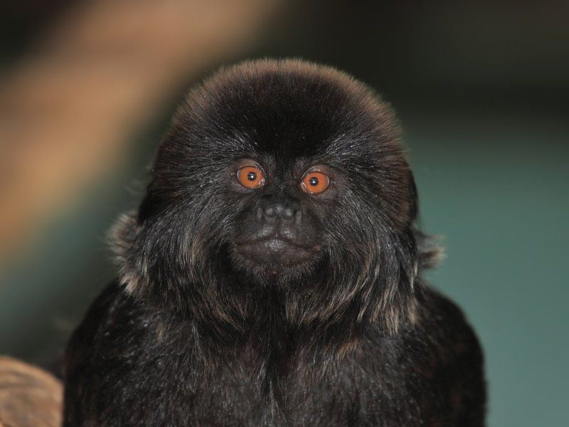 70200, 7D, Animals, Tamarin, Животные, Обезьяны, Тамарин Чёрный тамаринphoto preview