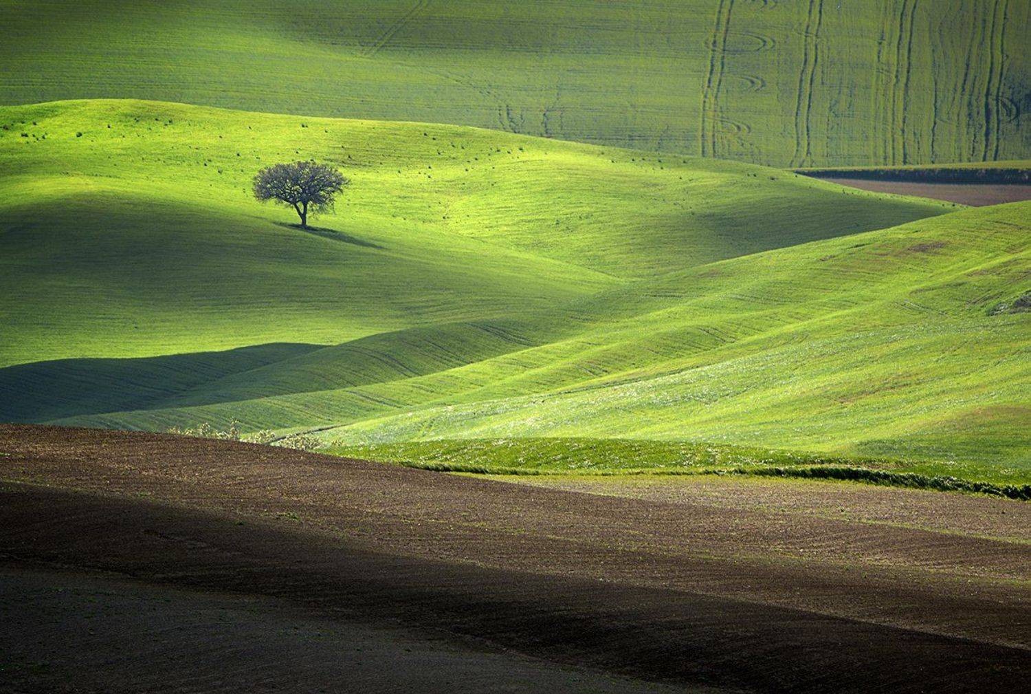Tuscan Velvet. Автор: Danny Vangenechten , Danny Vangenechten
