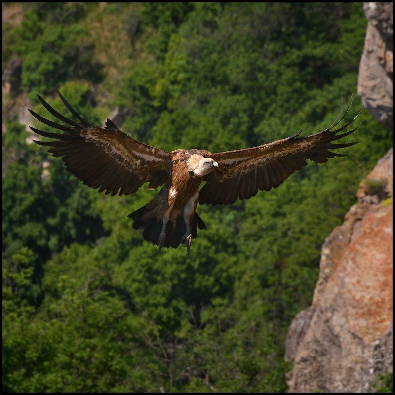 белоголовый сип, крым На подлёте  ... фото превью