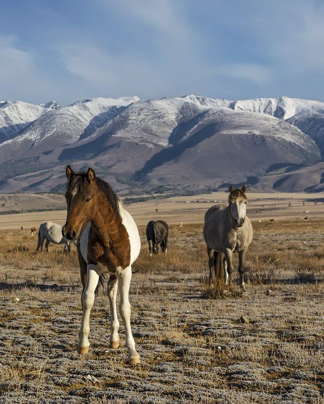 Алтай, Горный алтай, Горы, Животные, Курай, Лошади, Осень, Пейзаж, Природа, Путешествие, Сибирь, Степь, Туризм Курайская степьphoto preview