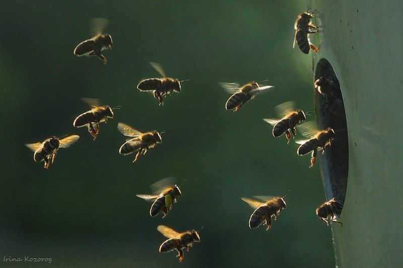 Пчелкиphoto preview