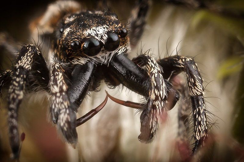 Кинжалыphoto preview