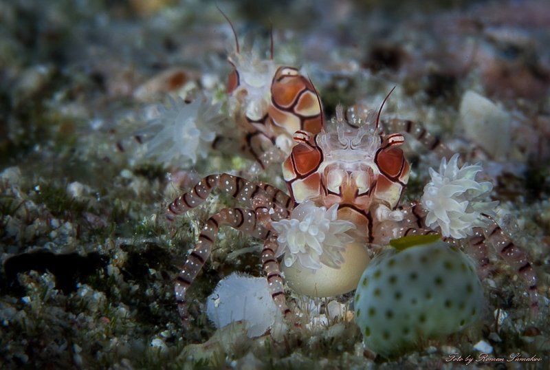 brothersphoto preview