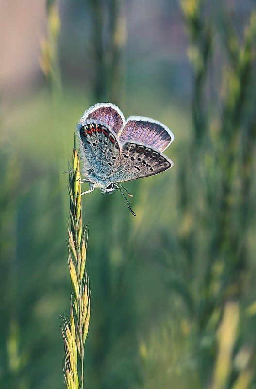 Вниз по колоску...photo preview