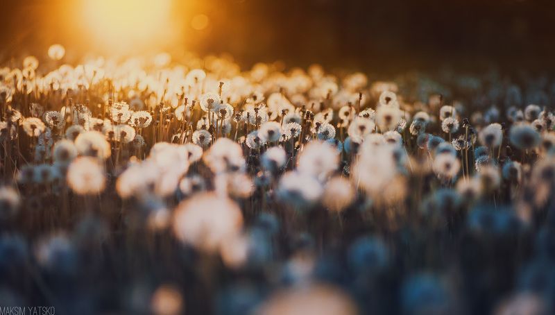 Dandelions, Decline, Evening, Summer, Sun, Закат, Одуванчики, Поле, Прокопьевск, Солнце Dandelionphoto preview