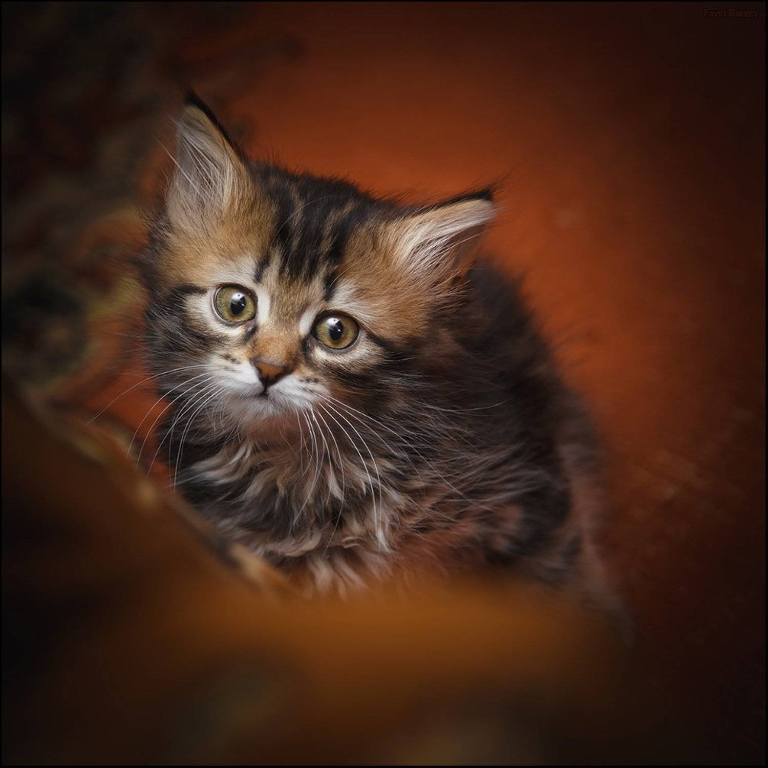 ***. Автор: Минаев Павел , Минаев Павел