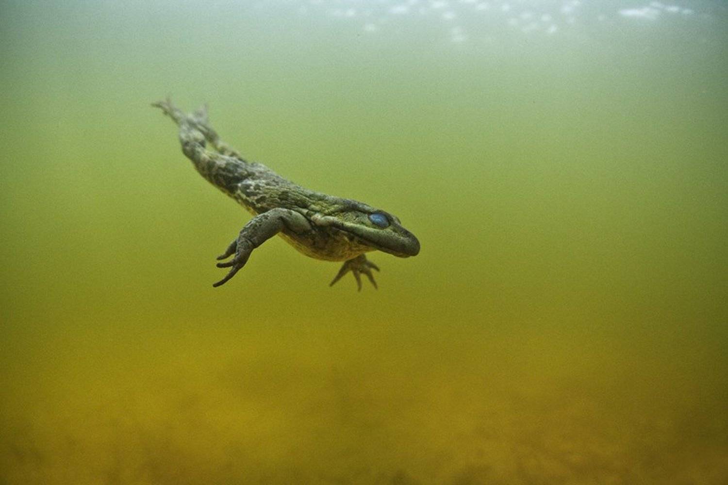 Прищурив глаза. Автор: Эдуард VTORNIK Николаев Underwater, Эдуард VTORNIK Николаев